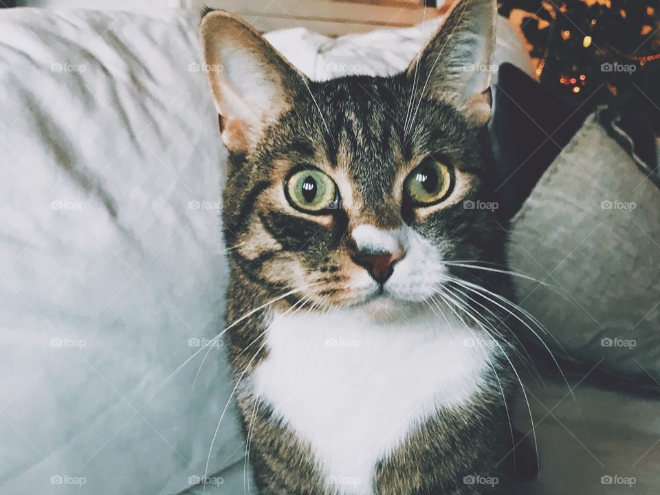 Aggressive cat sitting on sofa