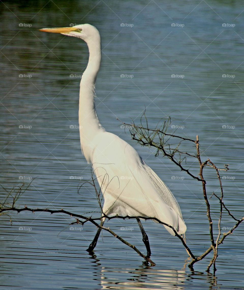 White Egret in the Water