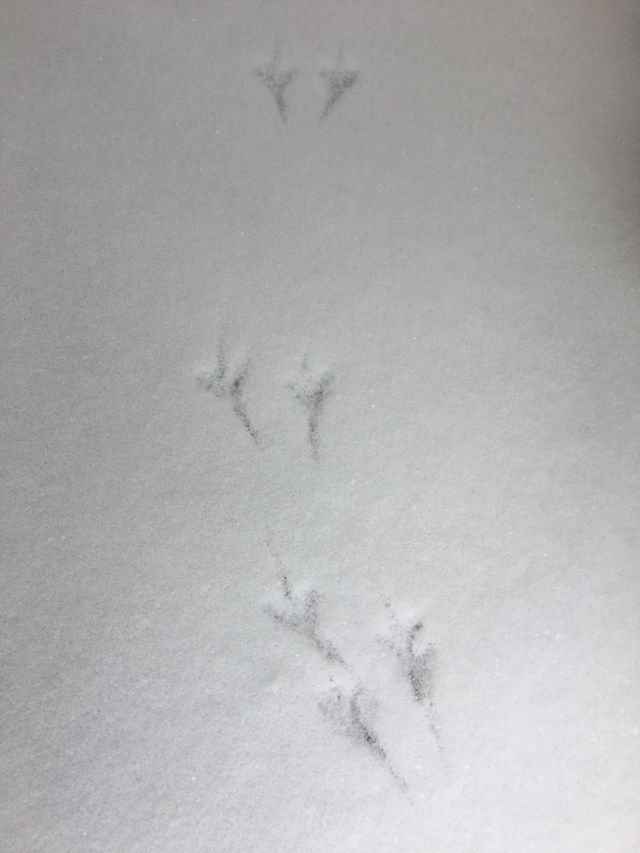 Bird tracks in fresh fallen snow 
