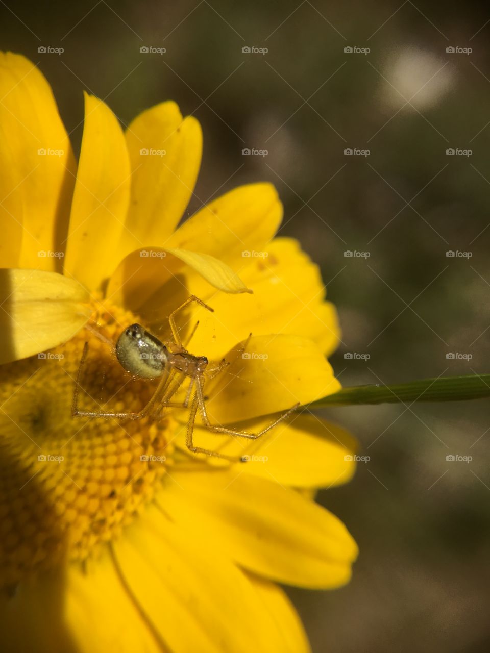 Spider on flower