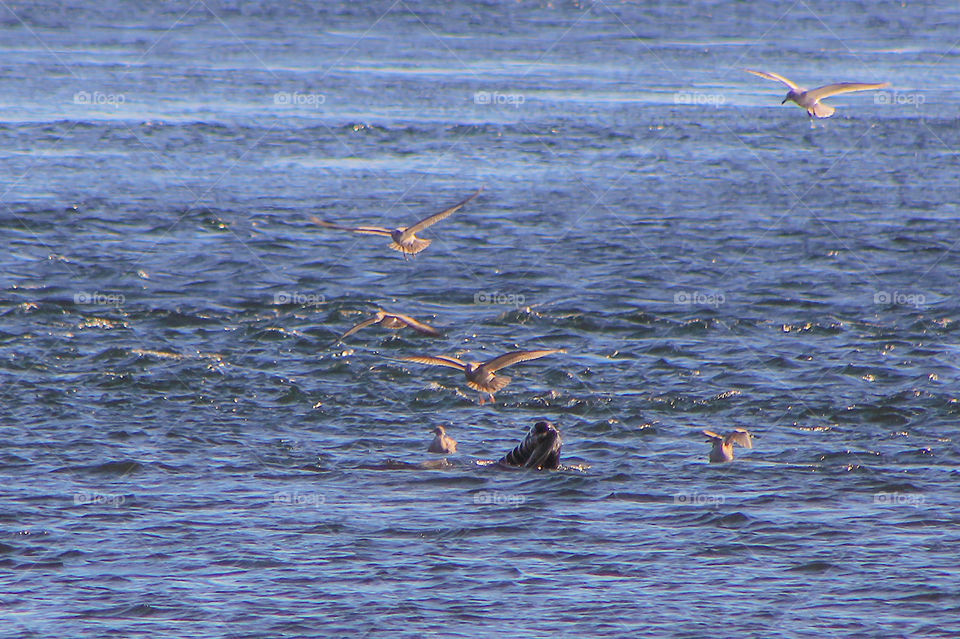 I had a magnificent wildlife day yesterday observing this sea lion fishing for huge salmon making their spawning migration. The sea lion was very successful in capturing several salmon but was constantly pestered by gulls looking for an easy meal. 