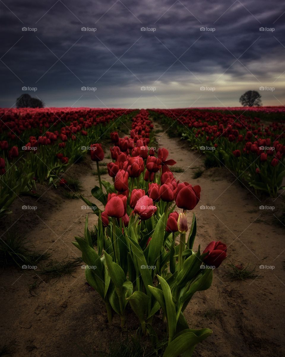 Moody tulips 