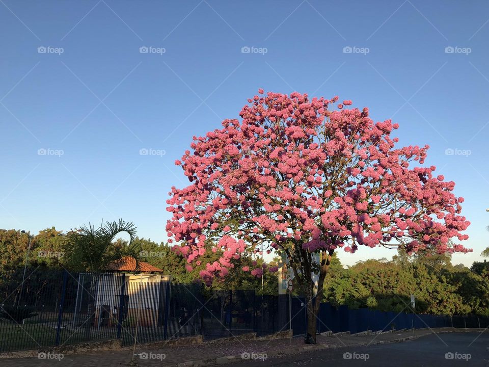 Flowering tree in autumn in Brazil.