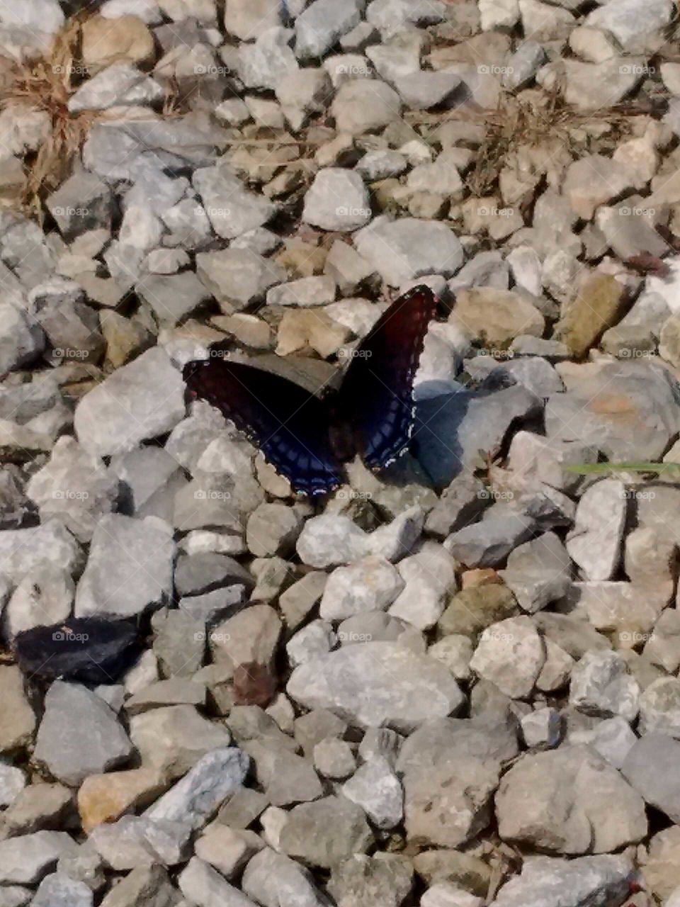 butterfly in the gravel driveway