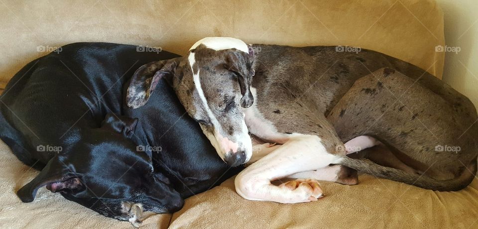 Two ladies taking a nap. My two girls taking a nap after playing outside in the warm sun. Both are rescue 
dogs .