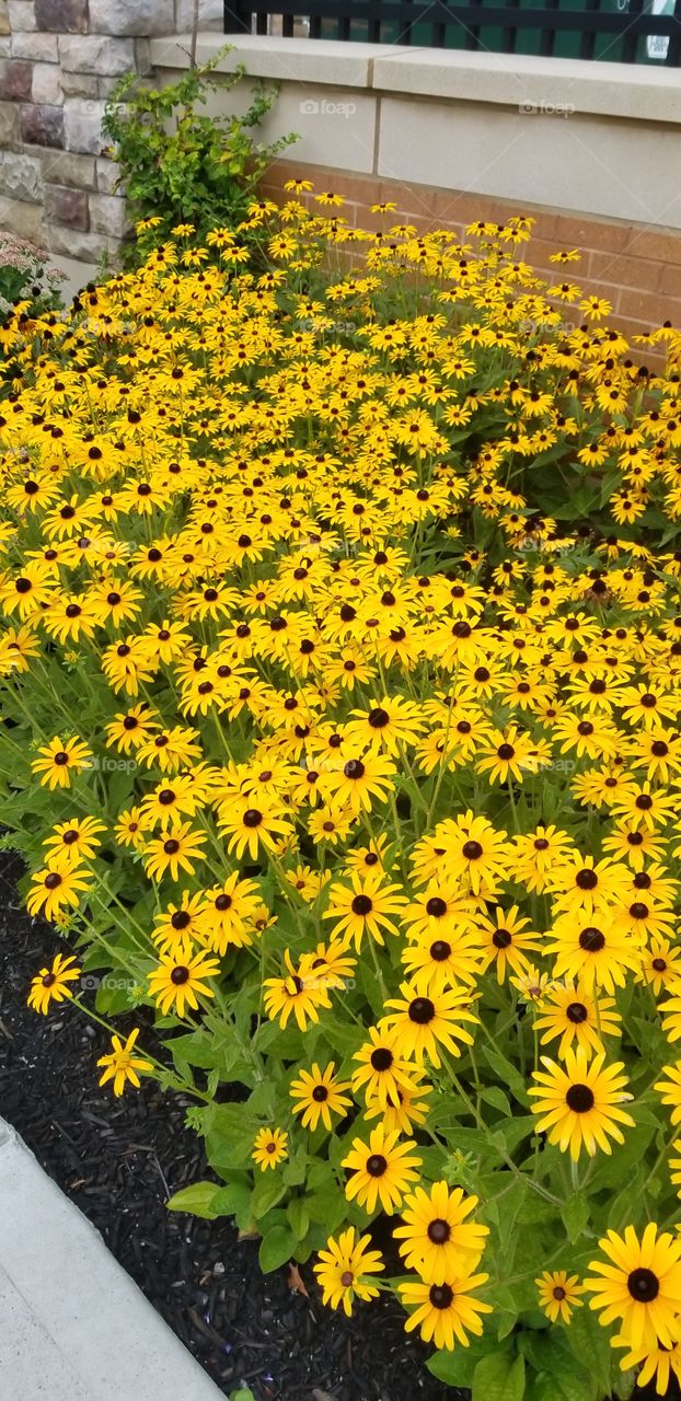 Just have a sea of black eyed susans.