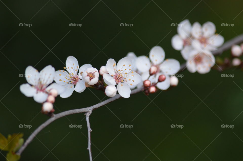 Close-up of cherry blossoms in spring