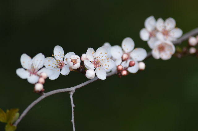 Close-up of cherry blossoms in spring