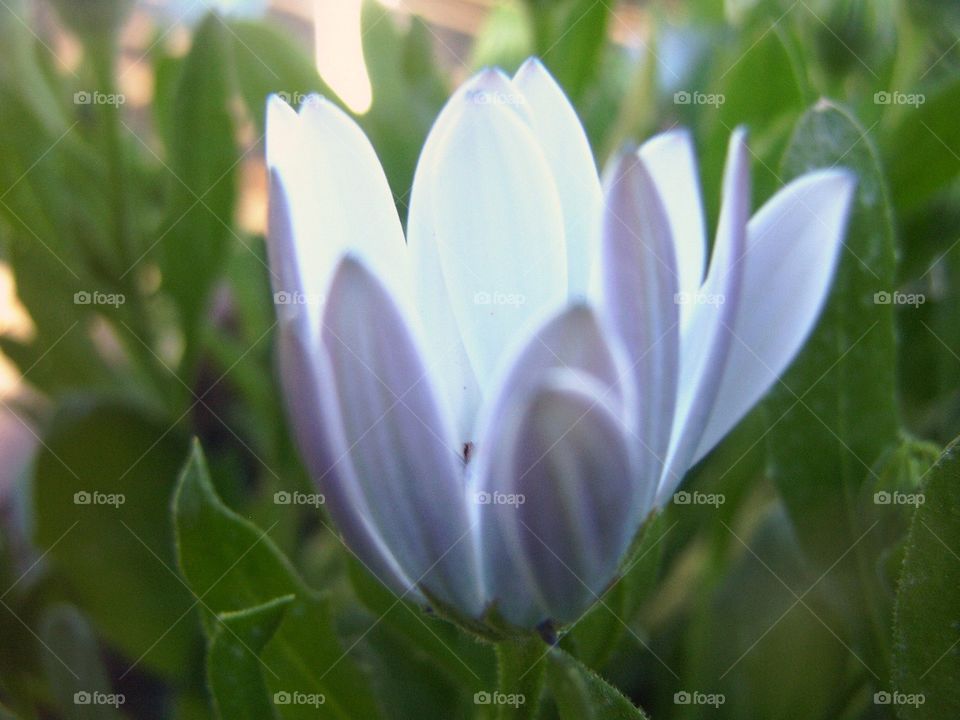 White flower