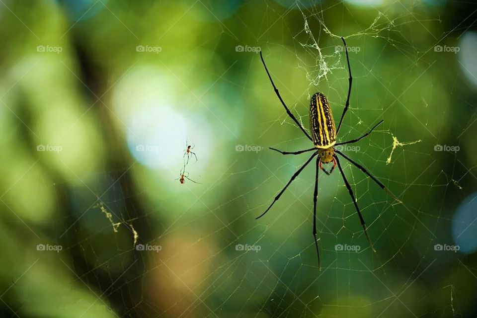 Spider wire net