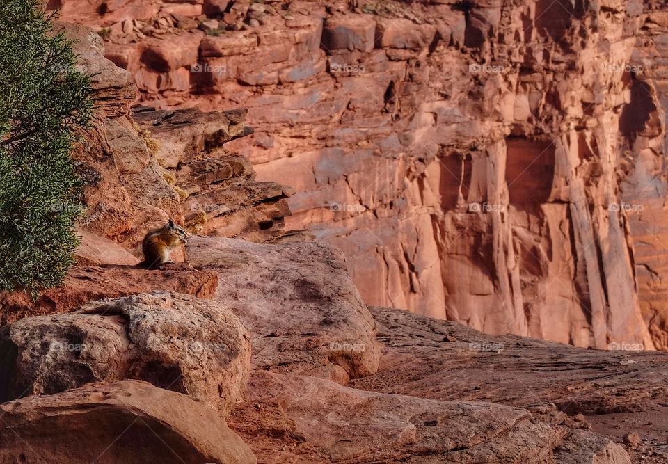 Chipmunk at canyon, Utah