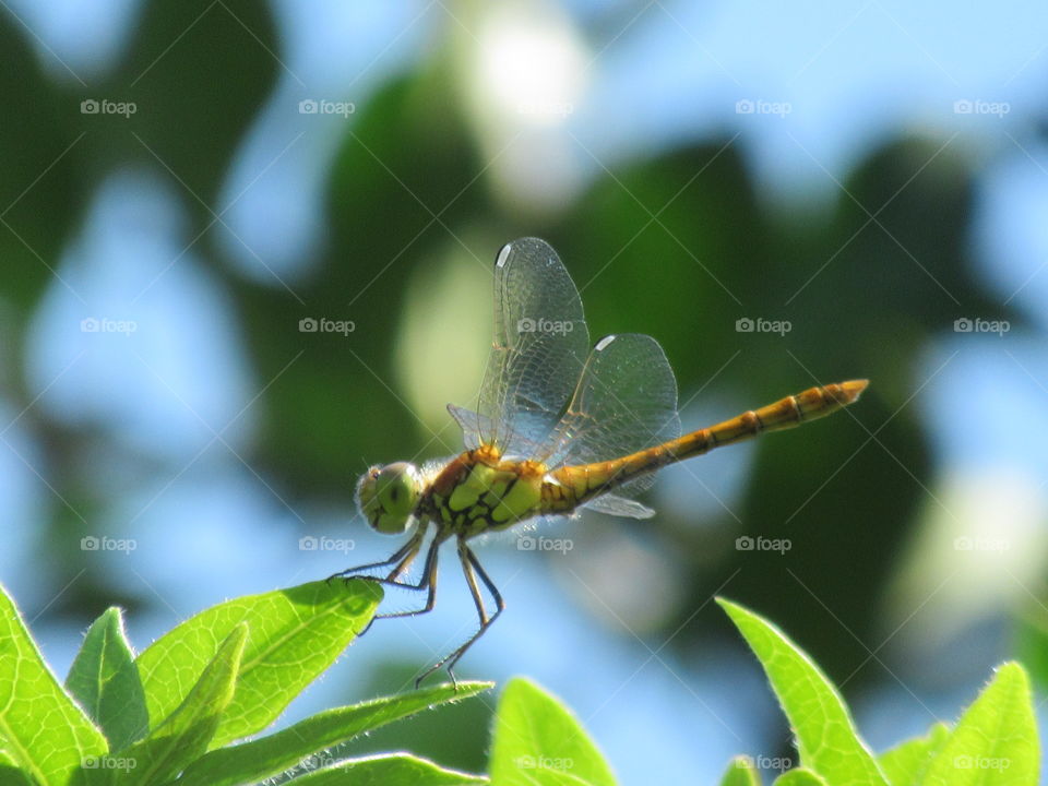 Dragonfly perched on a leaf with blue sky in background