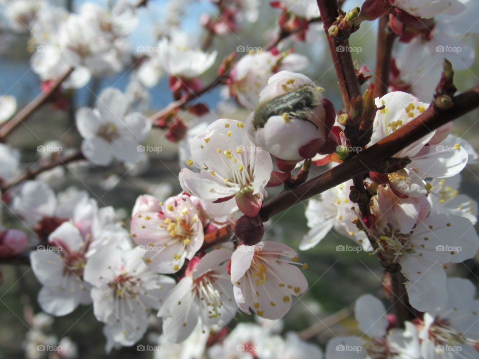 apricot blossom ,, spring