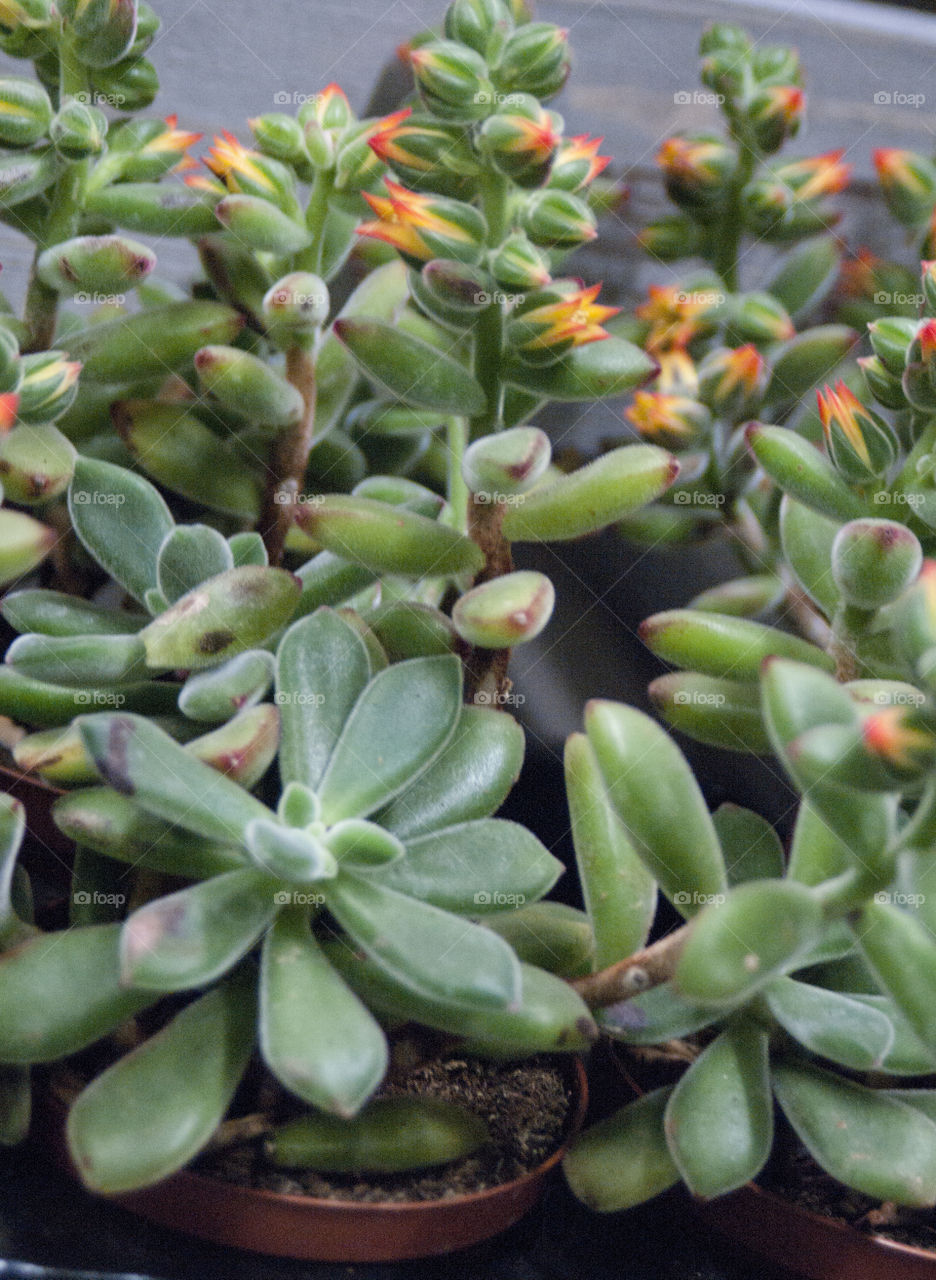 cacti in pots