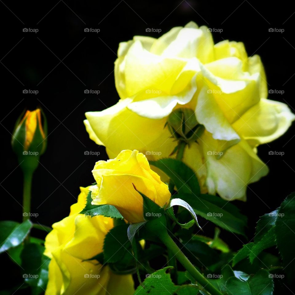 glowing yellow roses