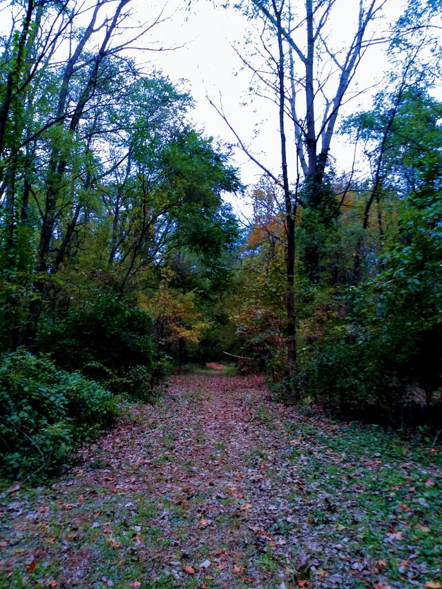 Woods