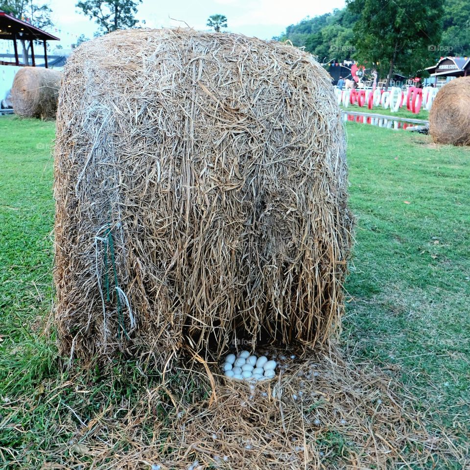Swiss sheep farm-Hua-Hin South of Thailand.
Straw and eggs as I think its probably a chicken eggs 🐥🐥