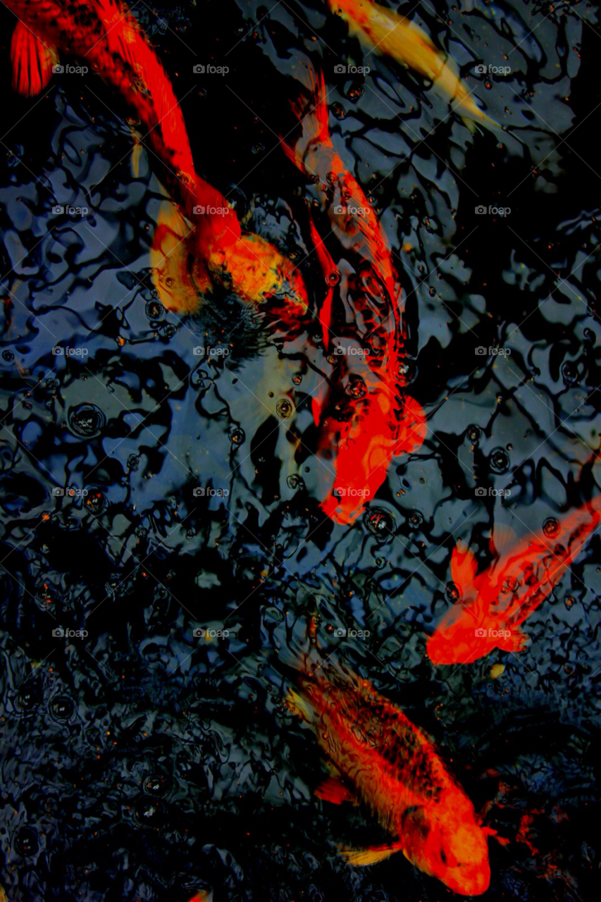coldness koi in a pond flashes of red within a dark pool clear dark liquid by stevehardley7