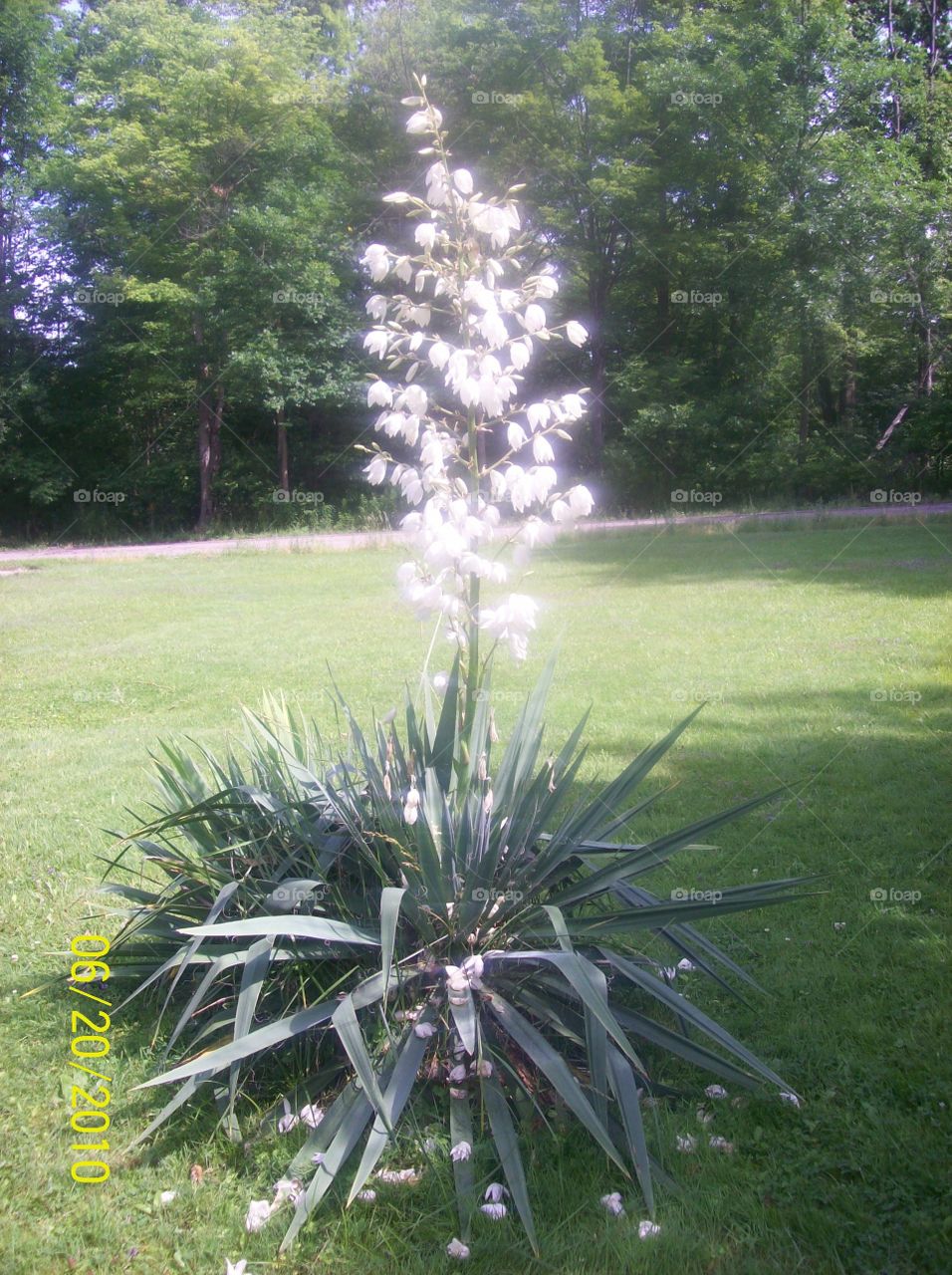 yucca plant