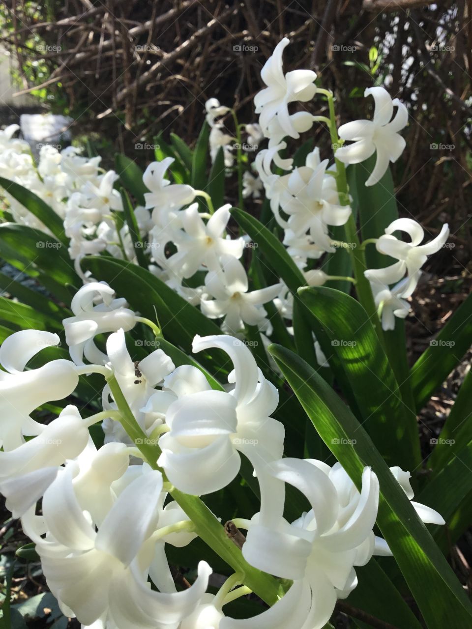 White hyacinth