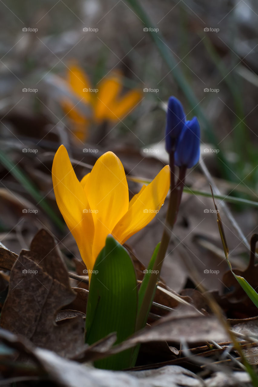 yelow first spring crocus