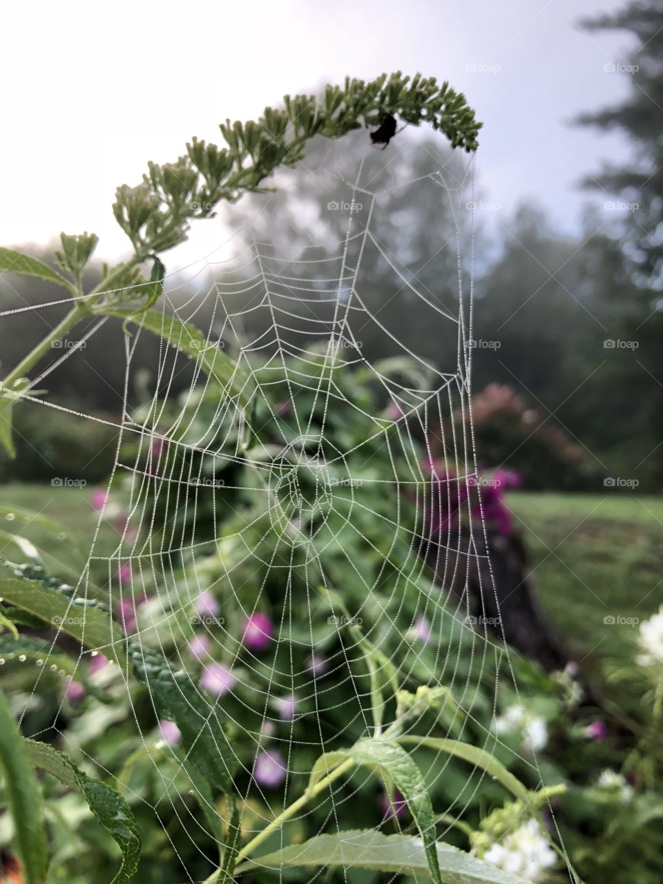 Spider webs 
