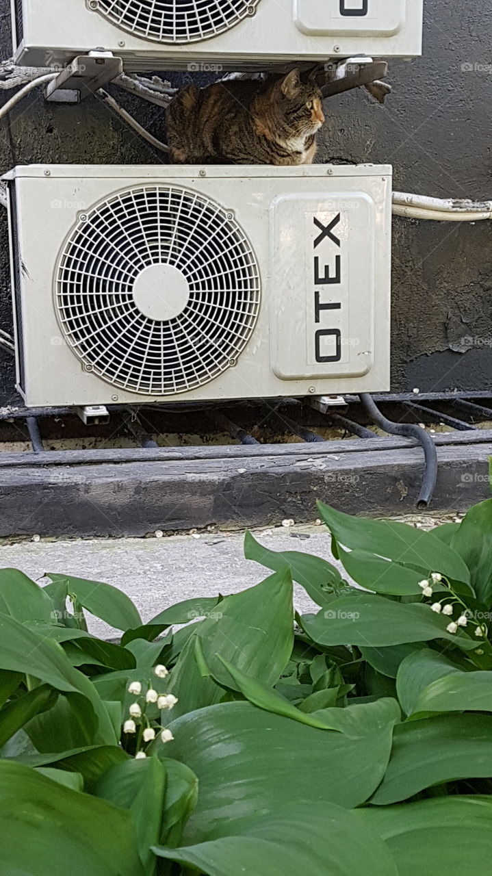 cat hiding in air conditioning system in front of flowerbed
