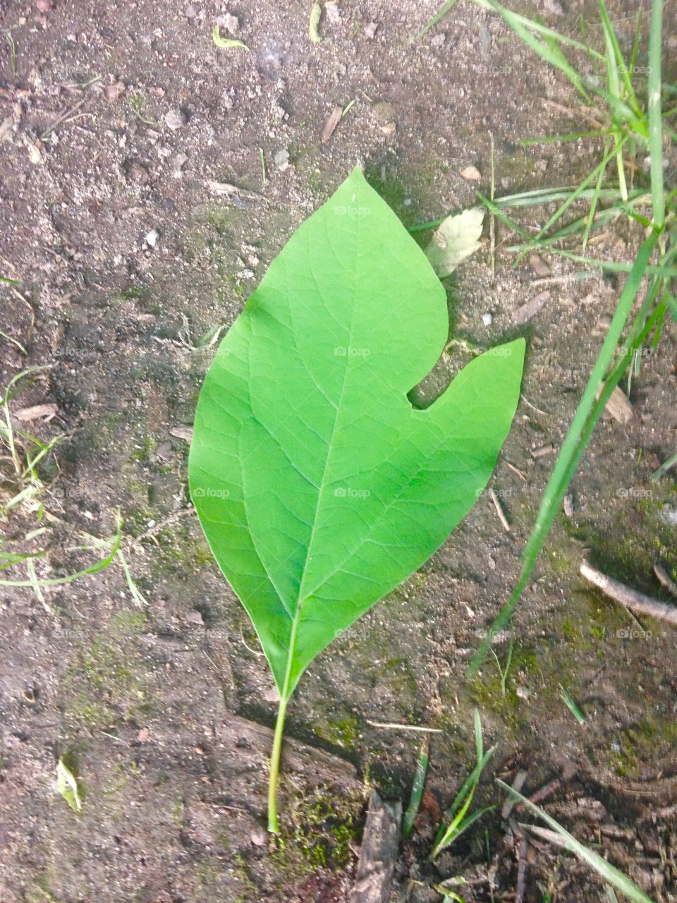 Michigan leaf 