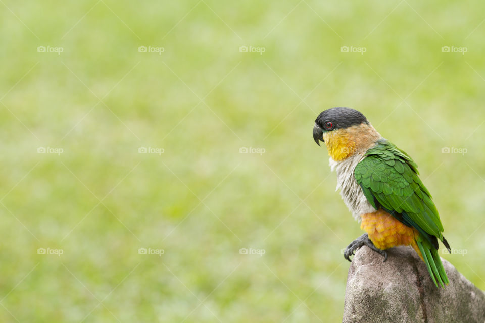 A colorful parrot.