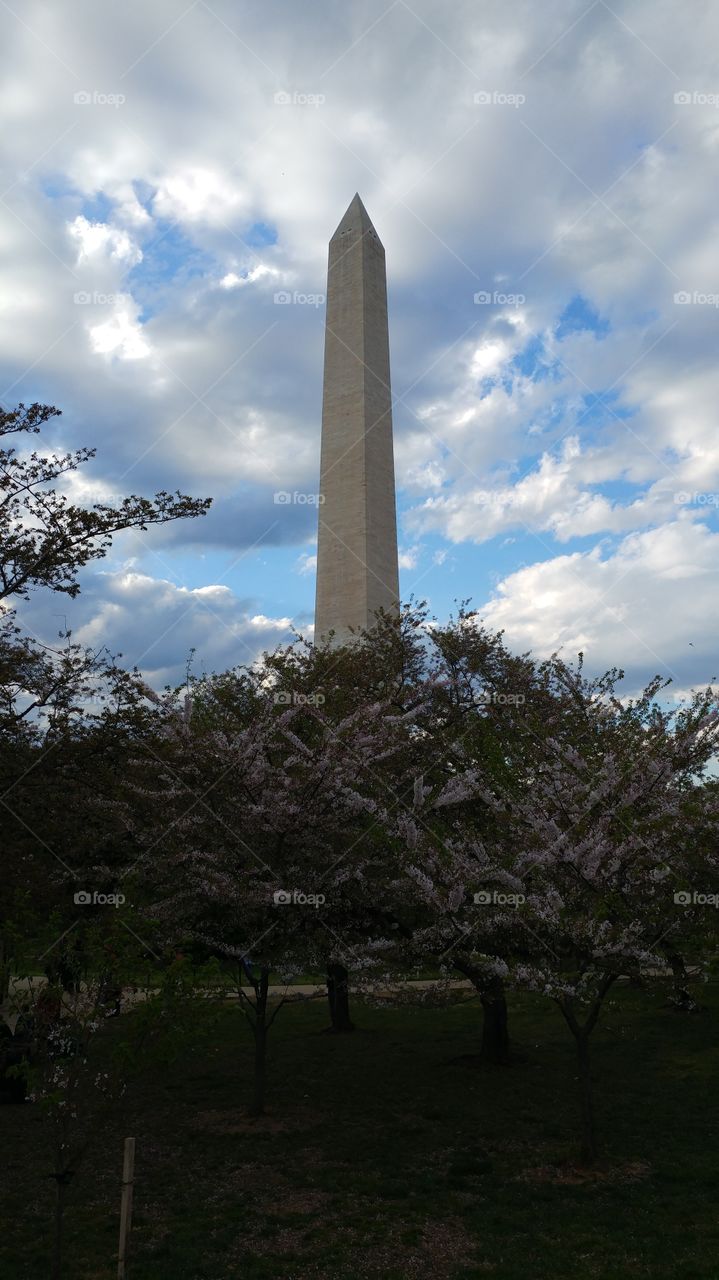 Washington Monument with Blossoms