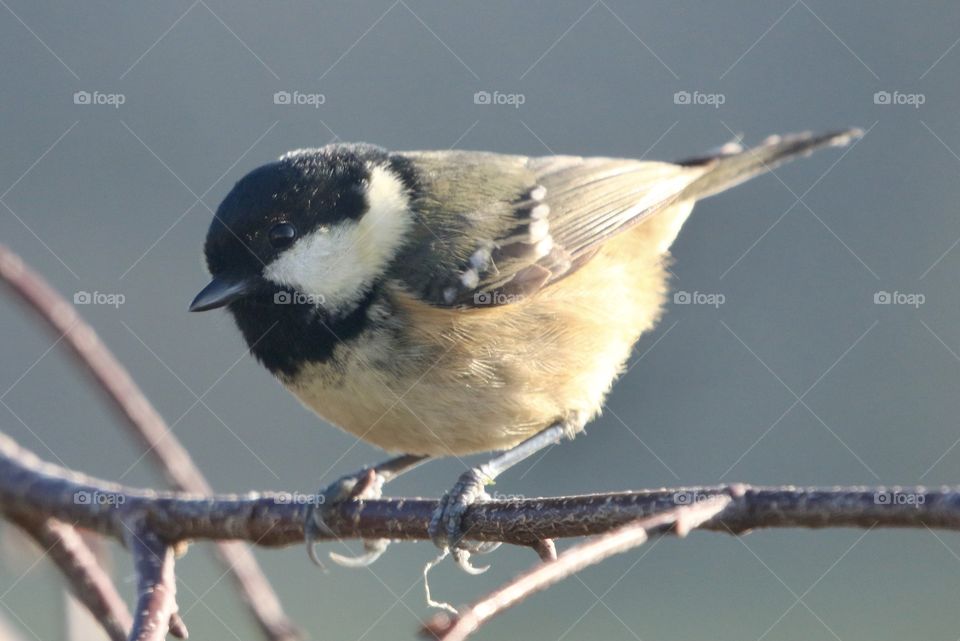 Coal Tit