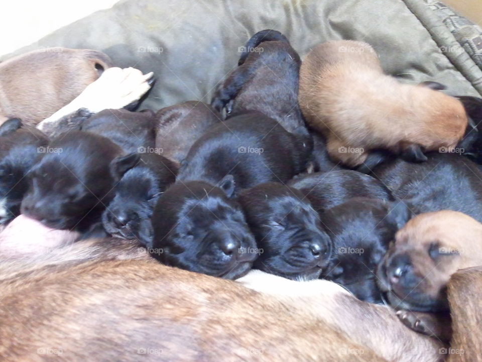 newborn pups