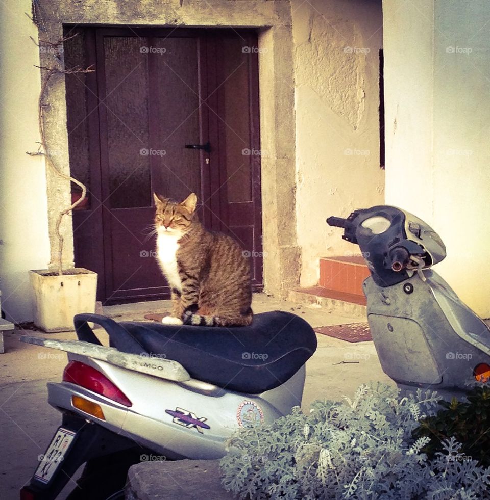 Cat on a scooter 