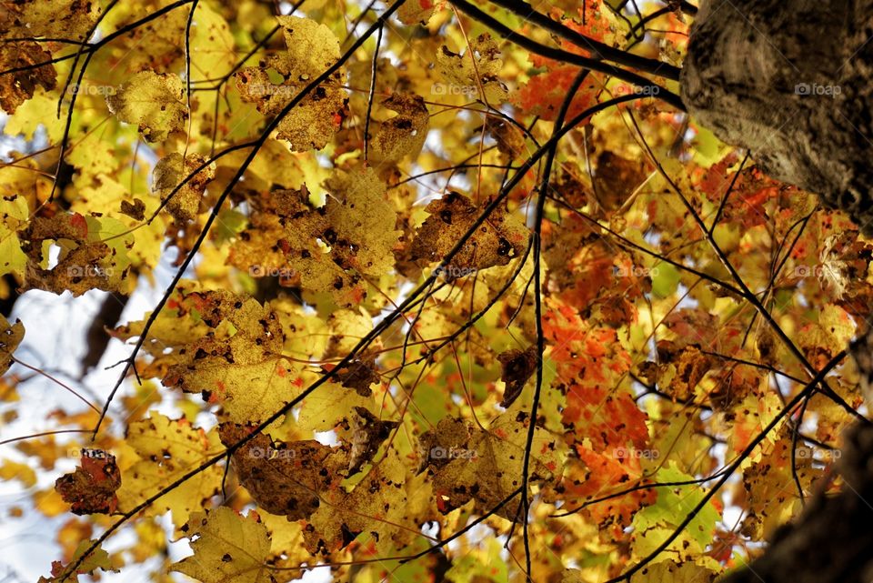 Close-Up of Colored Leaves in the Fall
