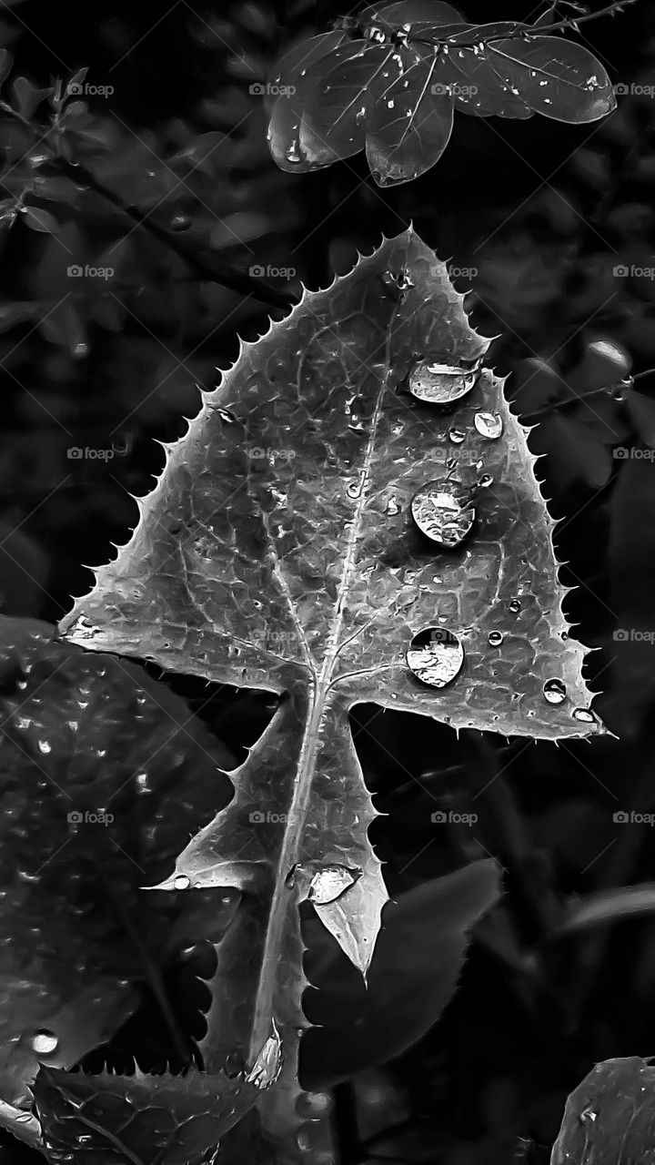 Pingos de chuva penduram-se nas folhas formando gotas luminosas enfileiradas. O capricho e a beleza da mãe Natureza em todo seu esplendor.