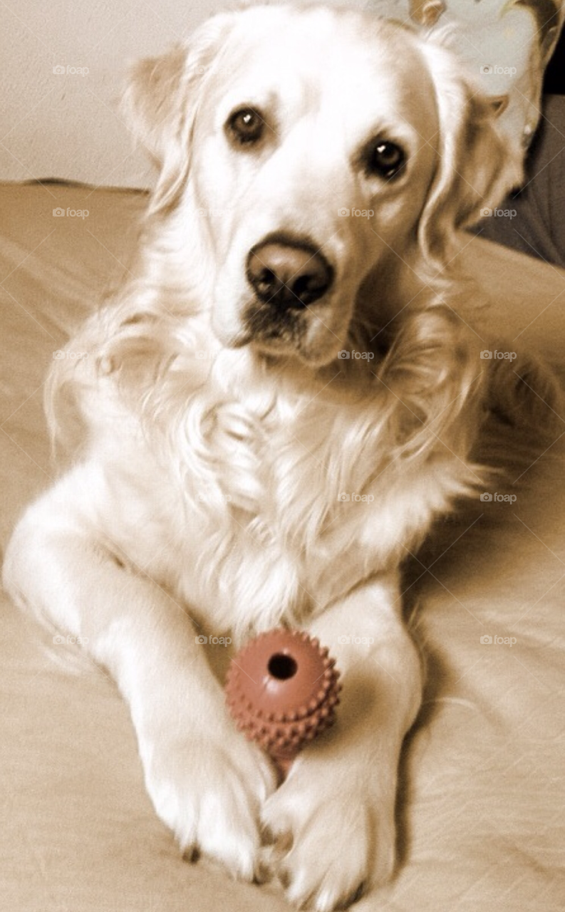 pretty play dog toy by Zita