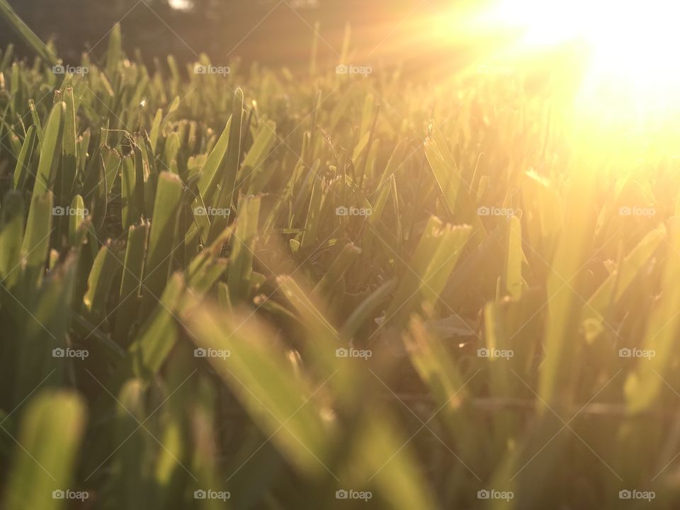 Close up of grass with bright sunset.