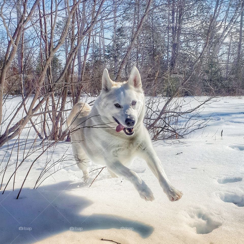 Dog running through the snow.