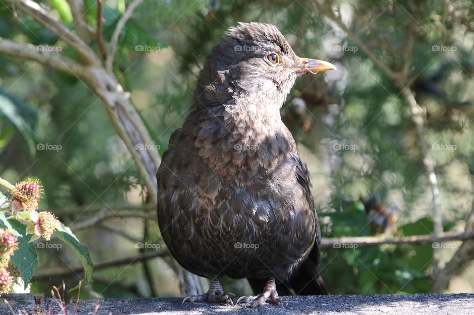 when you open the door and someone is waiting for you ;) blackbird