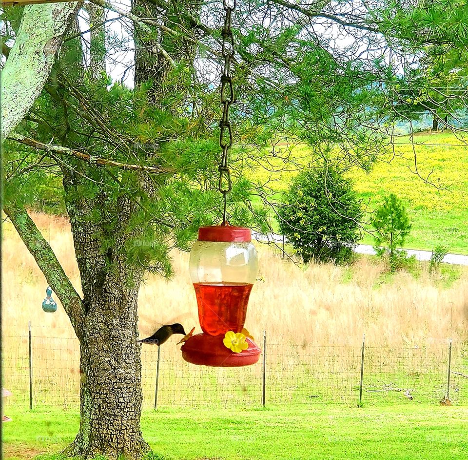 springtime morning, hummingbird drinking nectar