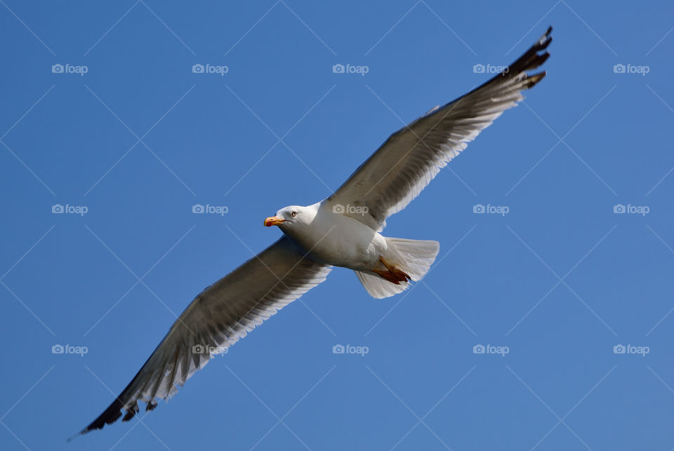 Low angle view of seagull