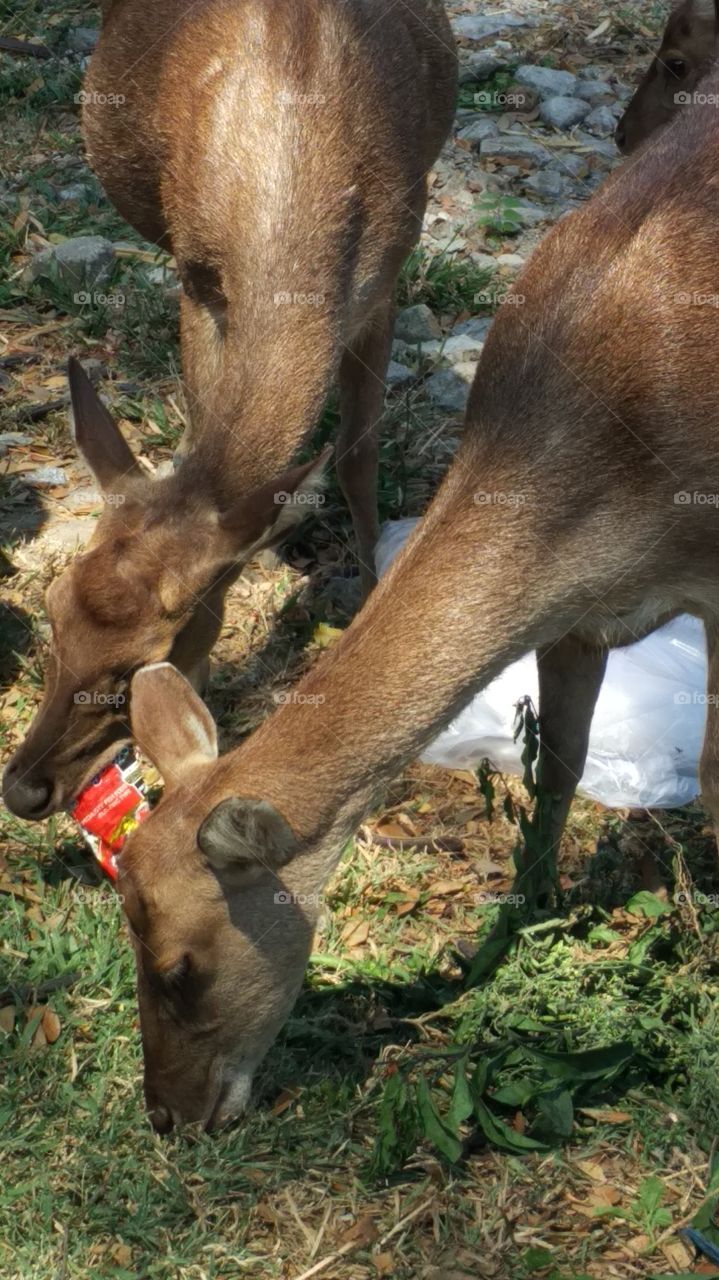 deers eating issue