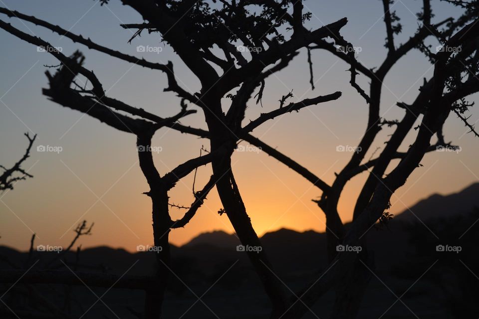Sunset through the trees