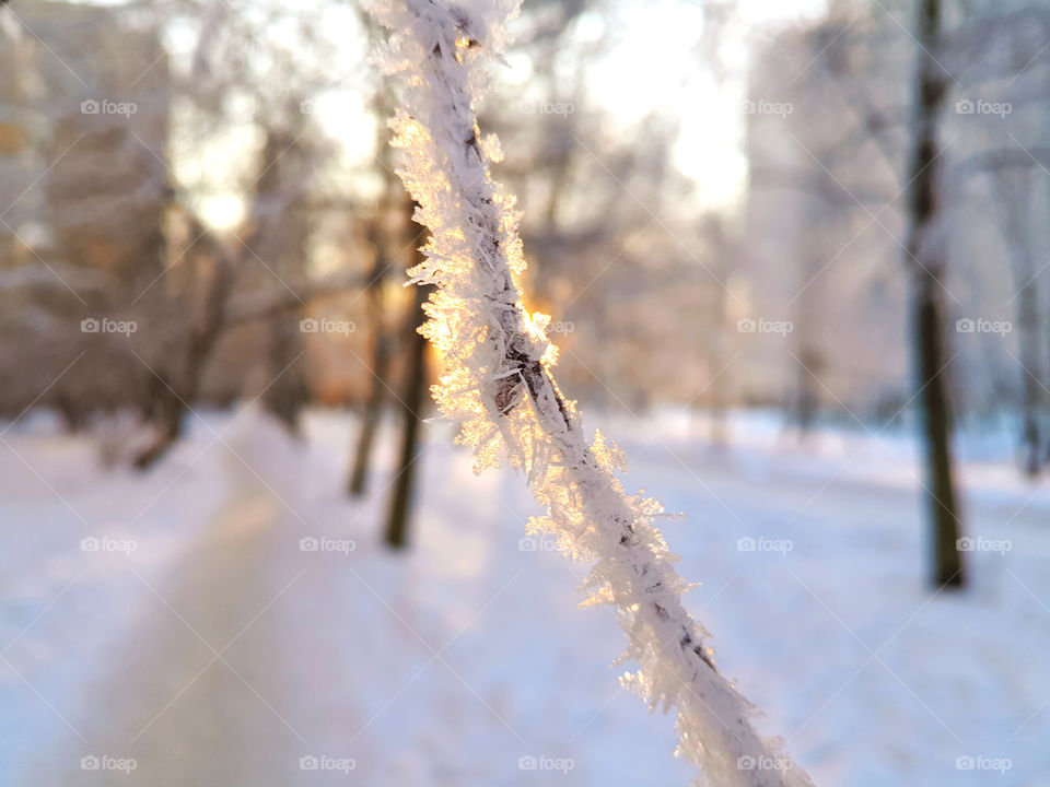 Snowflake on tree branch