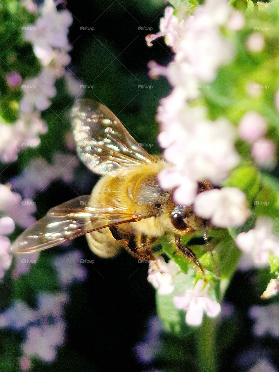 bee in nature