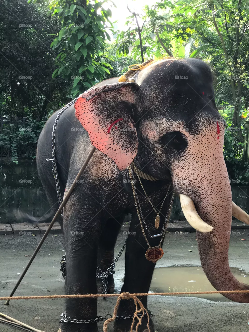 Elephants in India