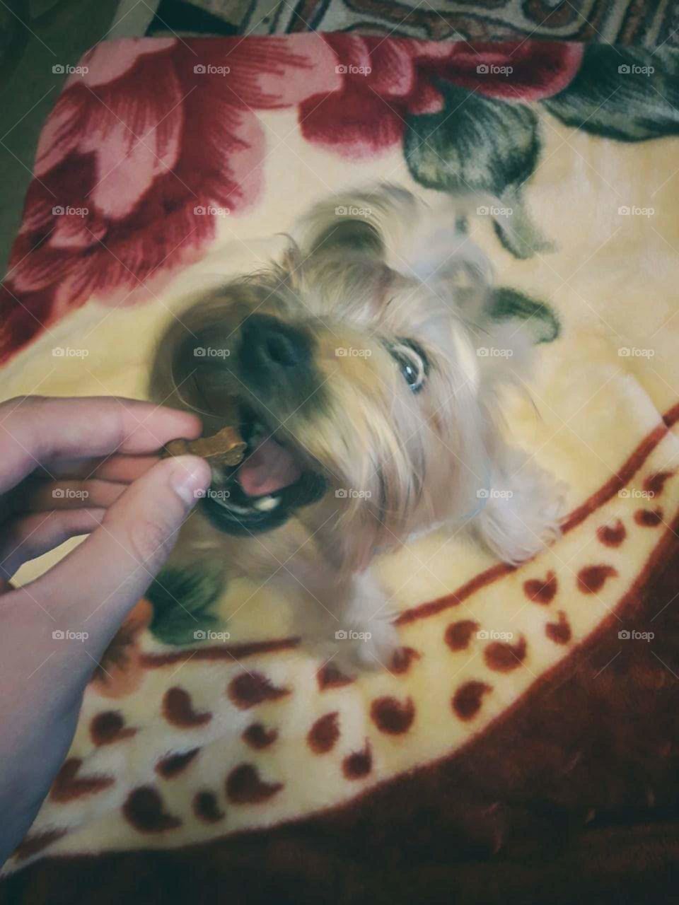 Funny dog is eating the bone