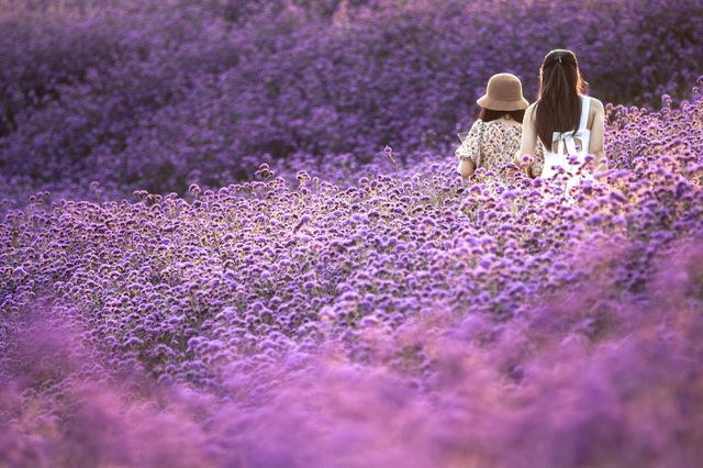 Ocean of purple flowers where 2 pretty young women wander