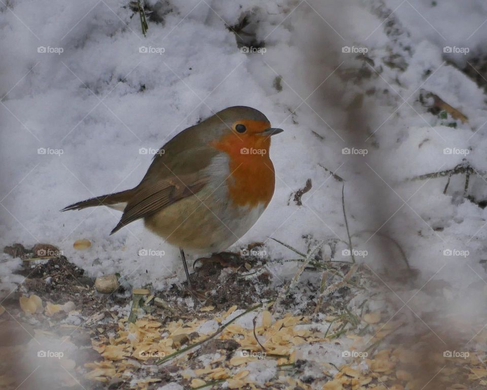 European robin searching for food