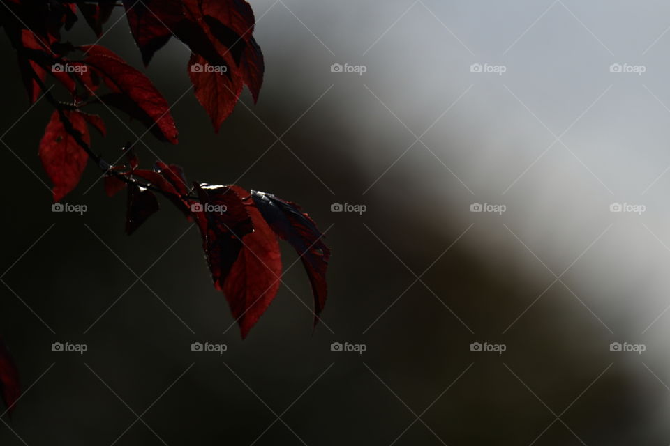 Colores Primaverales
Spring Colors